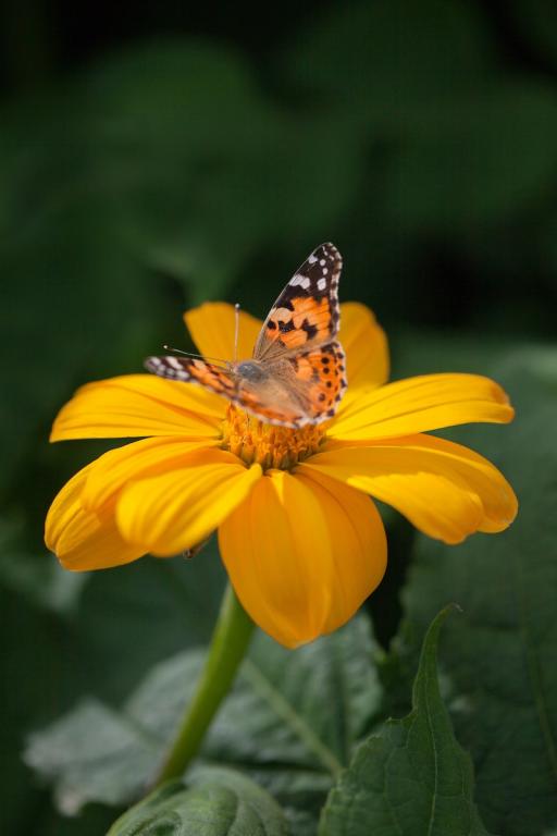 Tithonia rotundifolia, 'Yellow Torch'