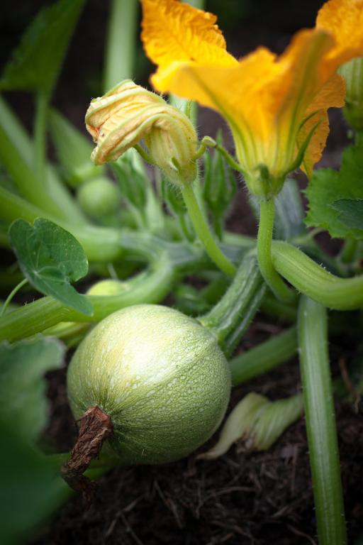 Courgette, 'Tondo Chiaro di Nizza'