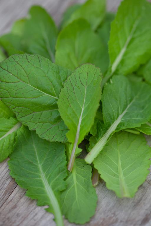 'Indian Mustard' (Amsoi Green)