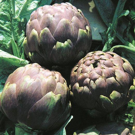 Artichoke, 'Romanesco'