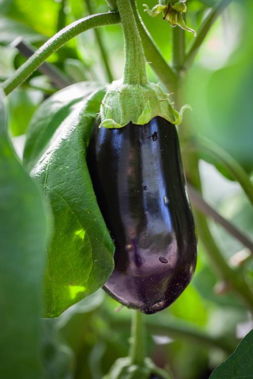 Aubergine, 'Bonica', F1 Hybrid