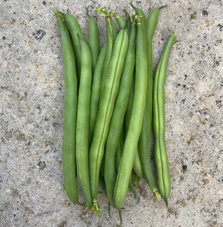 Bean, Dwarf French, 'Stanley'