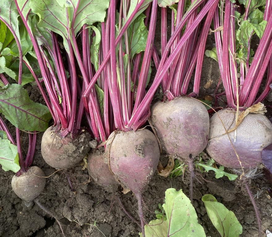 Beetroot, 'Bona'