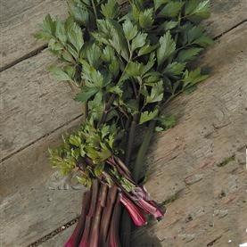 Celery, 'Red Soup'