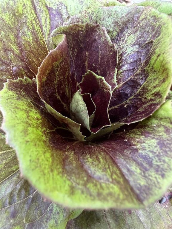 Chicory, Red (Radicchio), 'Palla Rossa'