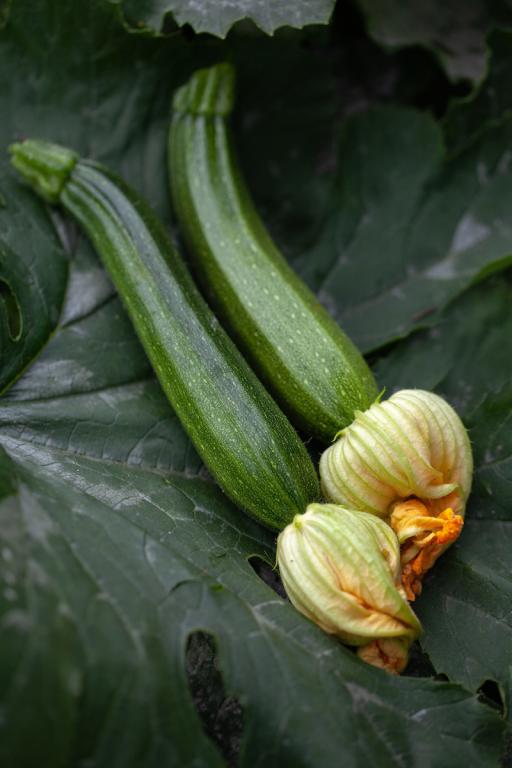 Courgette, 'Early Gem', F1 Hybrid