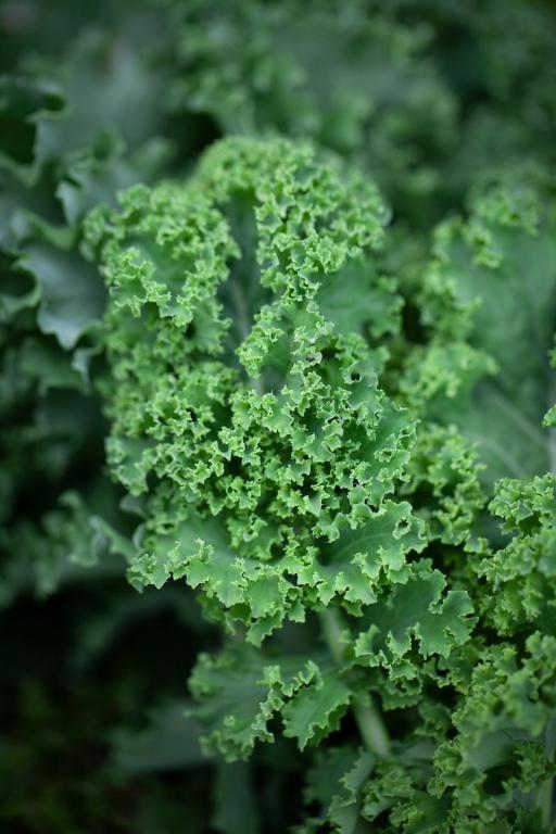 Kale, 'Winterbor', F1 Hybrid