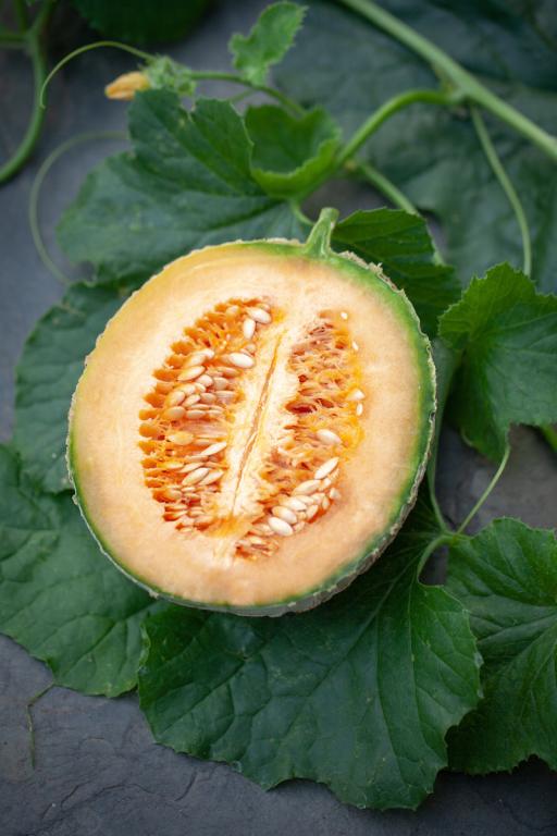 Melon, 'Emir', F1 Hybrid