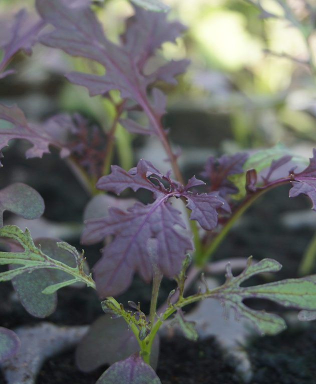 Mustard, 'Red Frills'