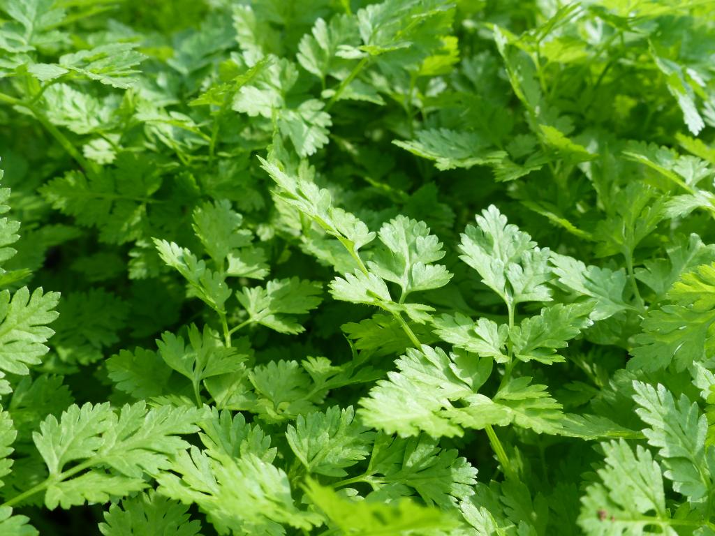 Chervil, 'Vertissimo'
