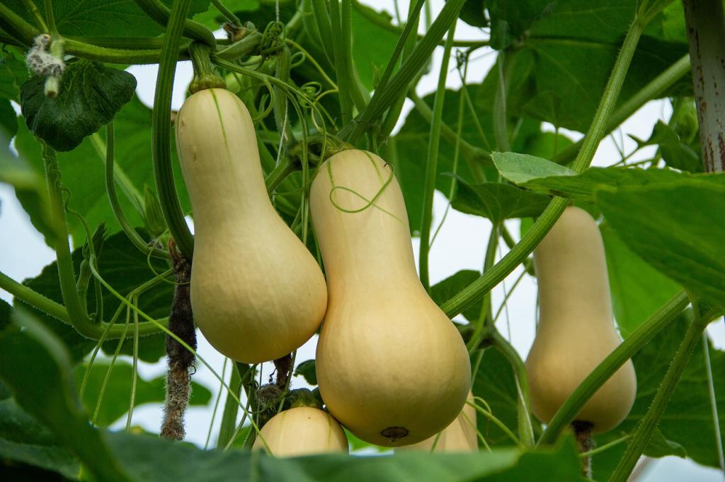 Squash, 'Hunter', F1 Hybrid