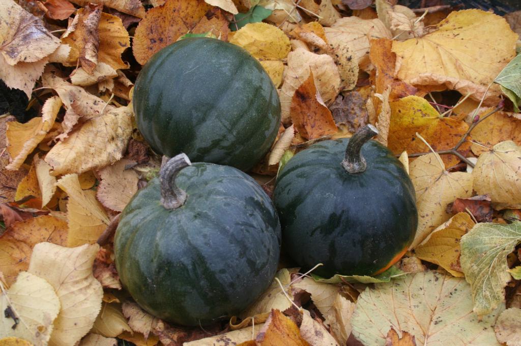 Squash, 'Honey Bear', F1 Hybrid