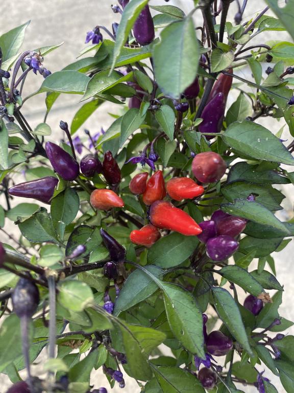 Capsicum, Chilli Pepper, 'Ember Explosive'