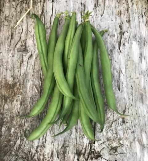 Bean, Dwarf French, 'Safari'