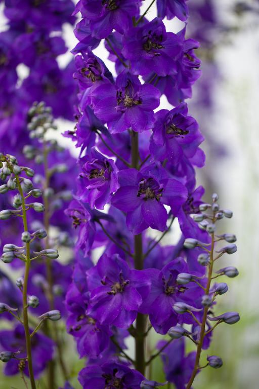 Delphinium hybrida, 'Black Knight'