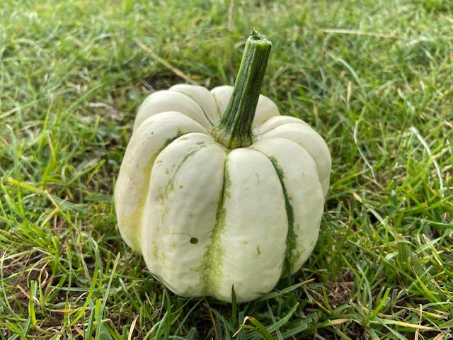 Squash, 'Sweet Dumpling'