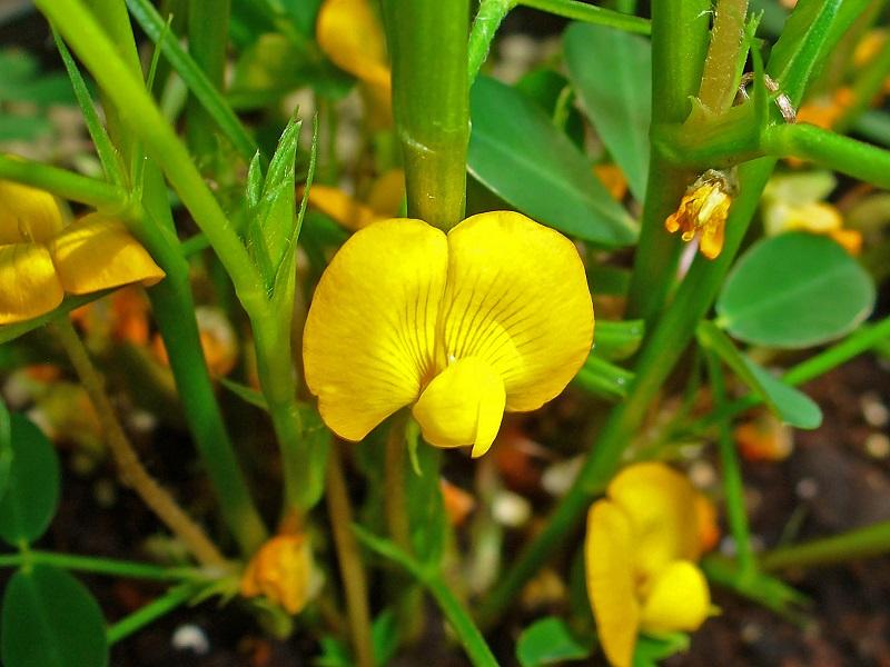 Peanut (Arachis hypogaea)