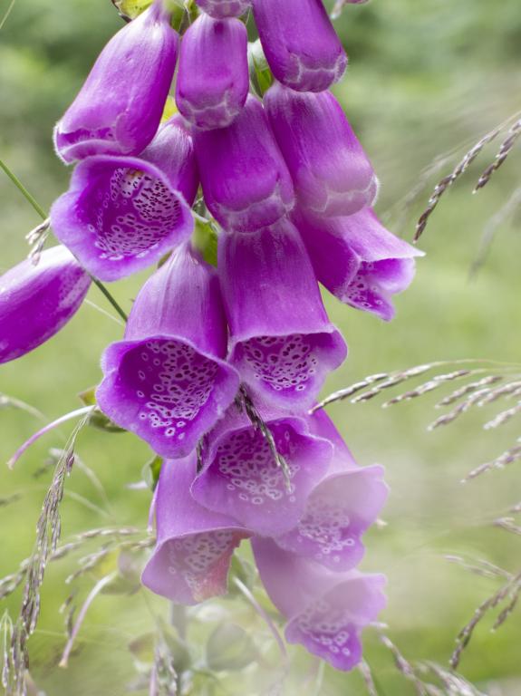 Digitalis purpurea, True Wild Form
