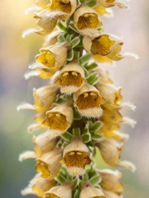 Digitalis ferruginea, 'Yellow Herald'