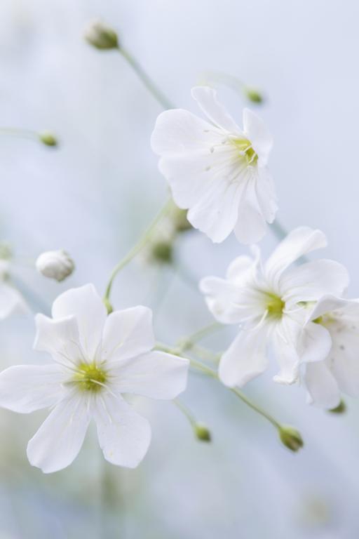 Gypsophila elegans, 'Covent Garden'