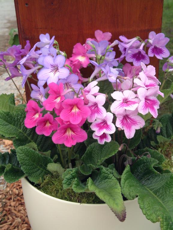 Streptocarpus, 'Dibley's Dragons' Mixed, F1 Hybrid