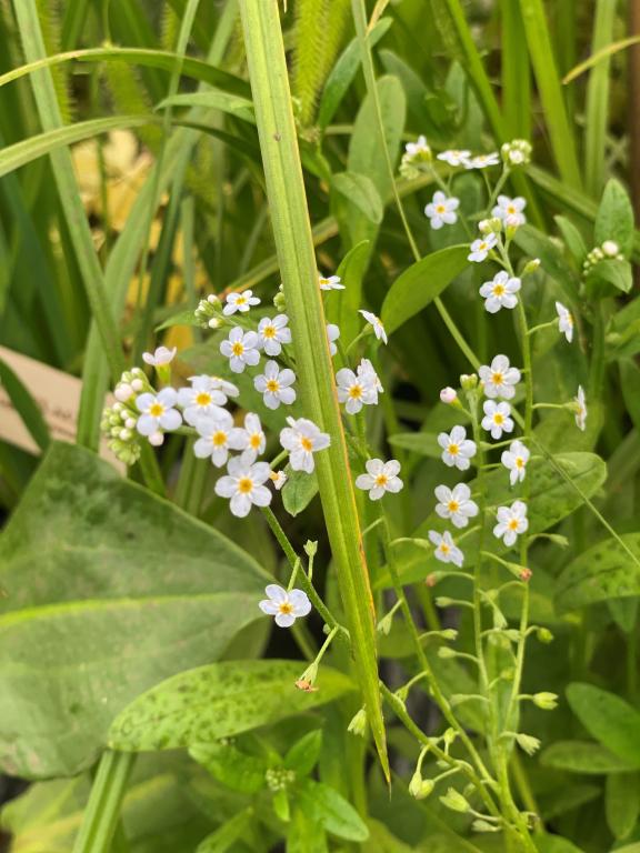 Myosotis scorpioides, True Wild Form