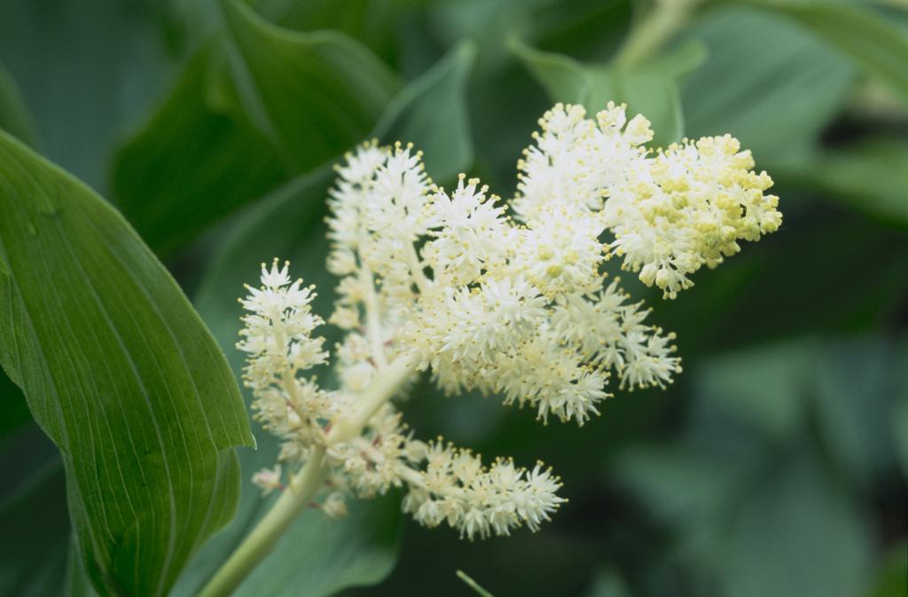 Smilacina racemosa