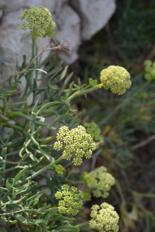 Crithmum maritimum