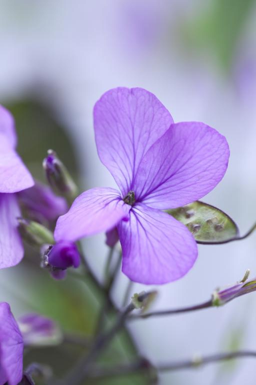 Lunaria annua